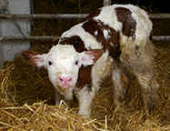 visite de la ferme haut jura